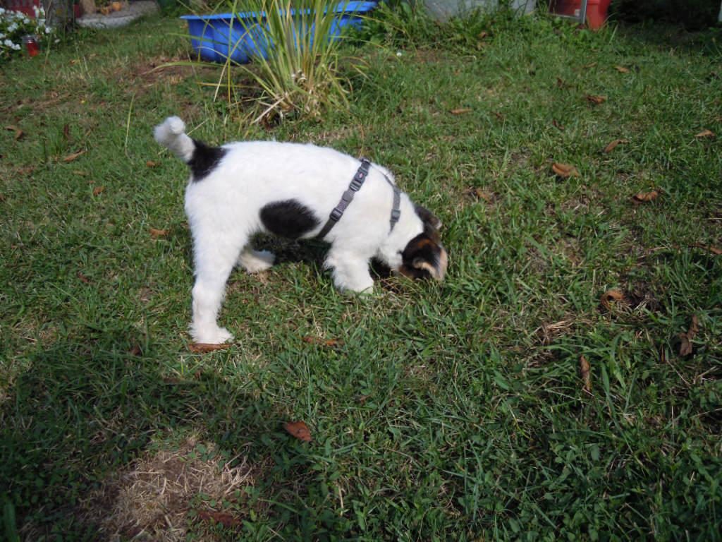 Drahthaar Foxterrier Welpen of fair play