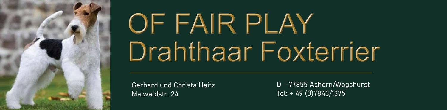 Drahthaar Foxterrier of Fair Play – Züchter im VDH