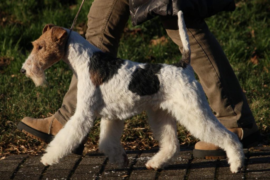 Jupi im Alter von 6 Monaten