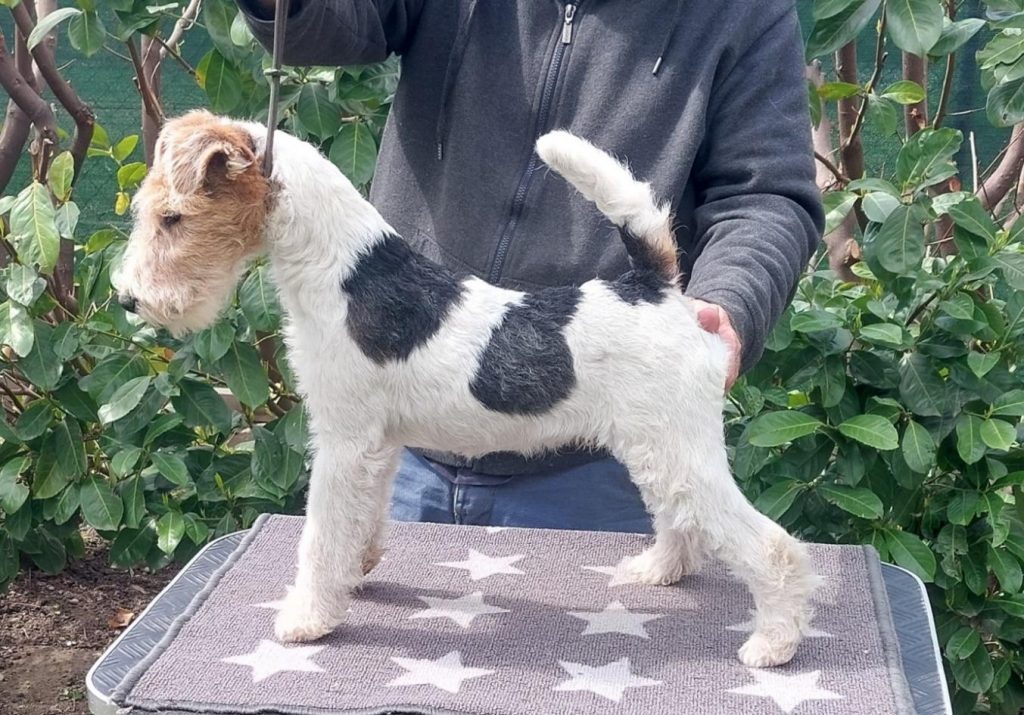 Jupi im Alter von 6 Monaten