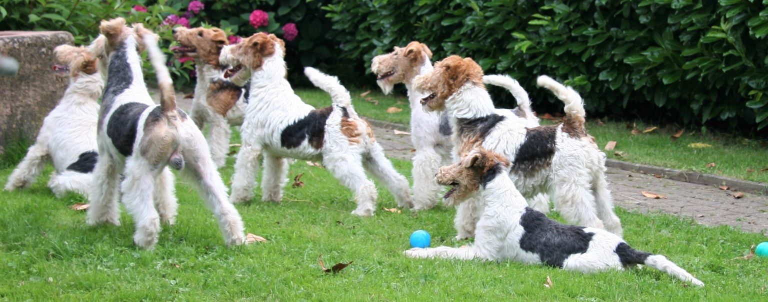 Gruppe junger Drahthaar Foxterrier spielt im Garten