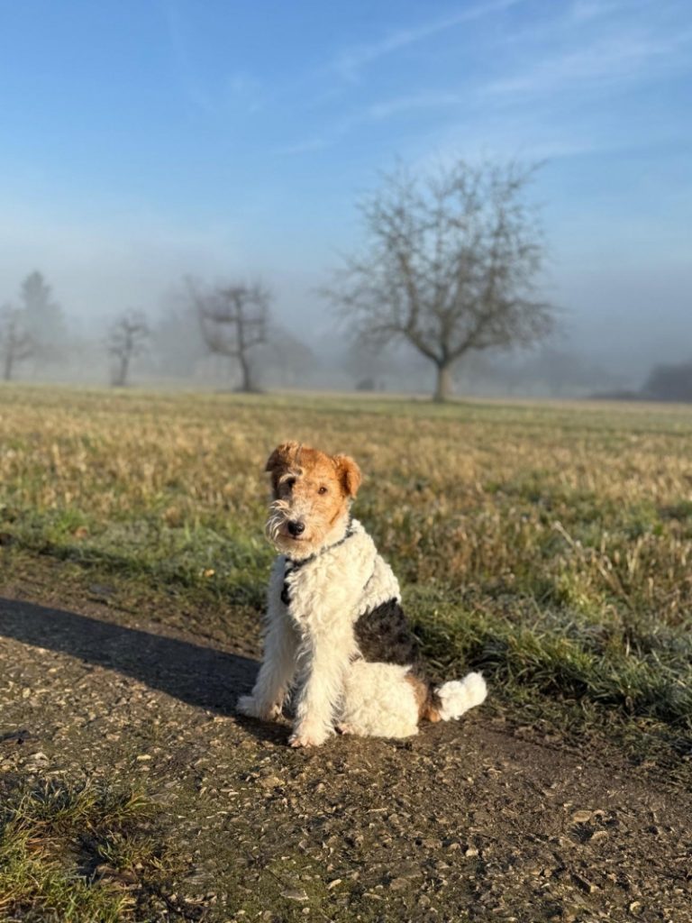 Ein Drahthaarfoxterrier mit weißem, drahtigem Fell, schwarzem Sattelmark und braunem Kopf sitzt aufmerksam auf einem matschigen Weg inmitten eines grünen Grasfelds bei bewölktem Herbstwetter. 