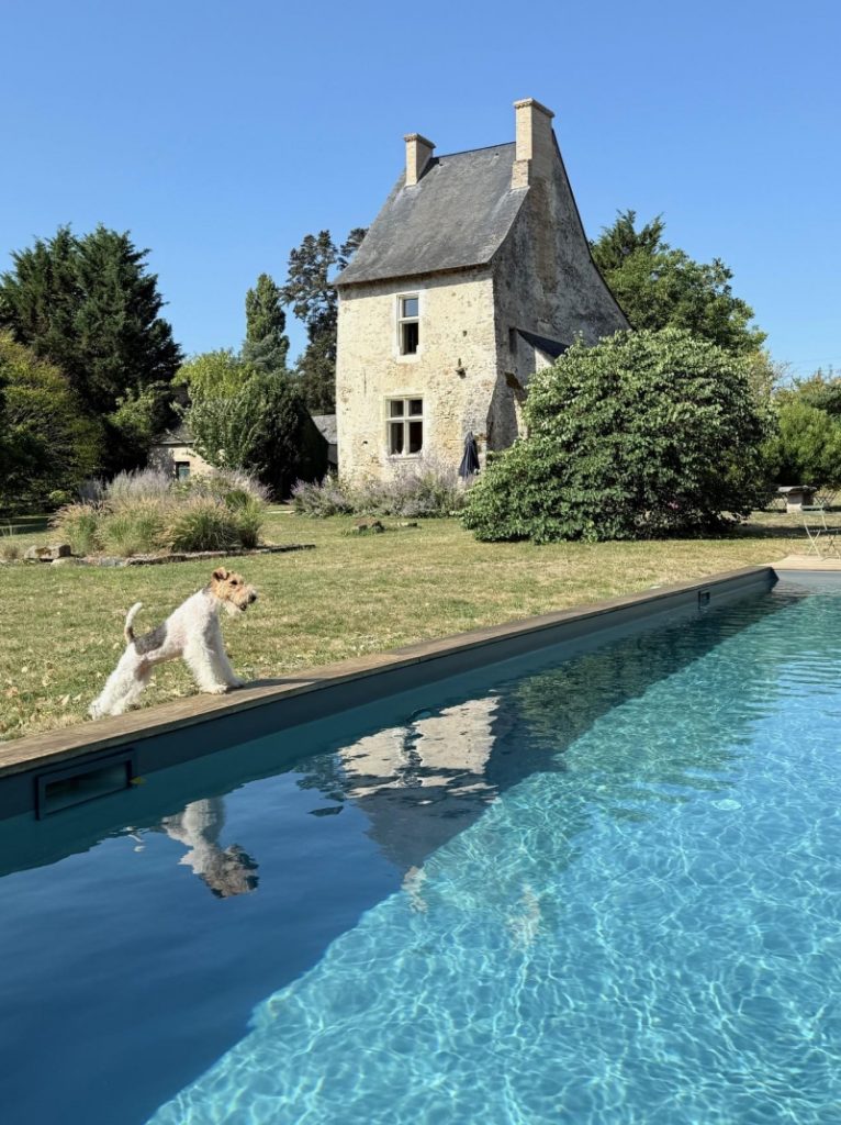 Ein Drahthaarfoxterrier mit weißem, drahtigem Fell und braunem Kopf steht am Beckenrand eines blauen Pools und schaut neugierig ins Wasser. 