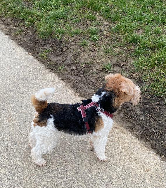 Ein Drahthaarfoxterrier  mit lockigem, dreifarbigem Fell (schwarz, weiß und braun) steht auf einem matschigen Grasweg neben einem Pflasterpfad und schaut nach links. 