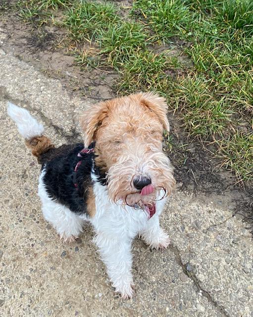 Ein Drahthaarfoxterrier mit dreifarbigem, drahtigem Fell (weiß mit schwarzen und braunen Abzeichen) sitzt auf einem matschigen Grasweg, streckt die Zunge heraus und schaut direkt in die Kamera. 