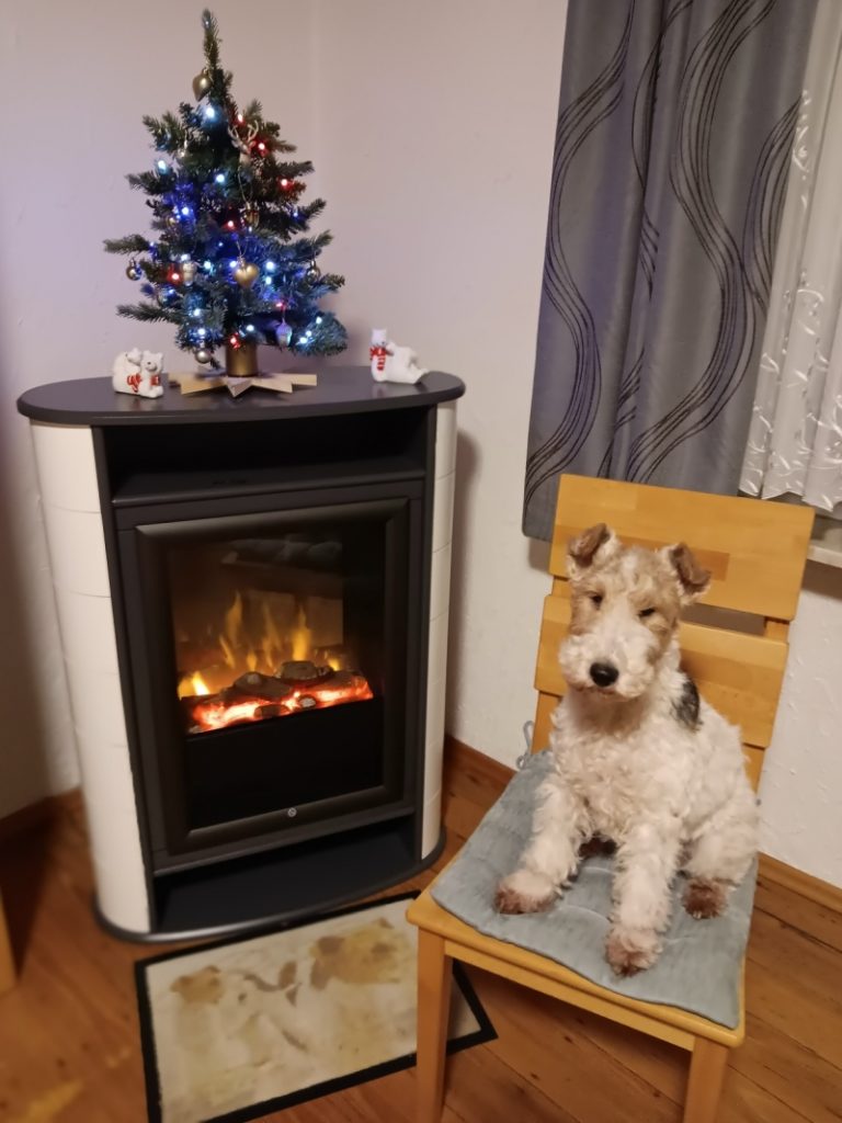 Foxterrier sitzt auf einem Stuhl nebem einem Kaminofen