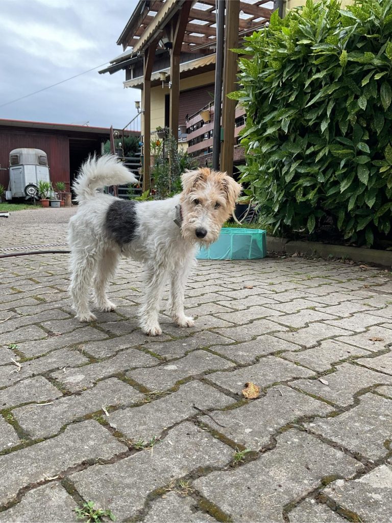 Ein Drahthaarfoxterrier mit weißem, drahtigem Fell, schwarzem Sattelmark und braunem Kopf steht auf einem gepflasterten Hof vor einem Haus 