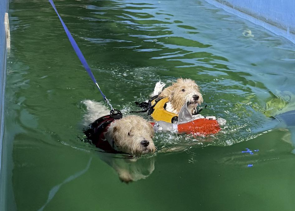 Drahthaarfoxterrier mit weißem, drahtigem Fell schwimmen verspielt in grünem Wasser und tragen Rettungswesten