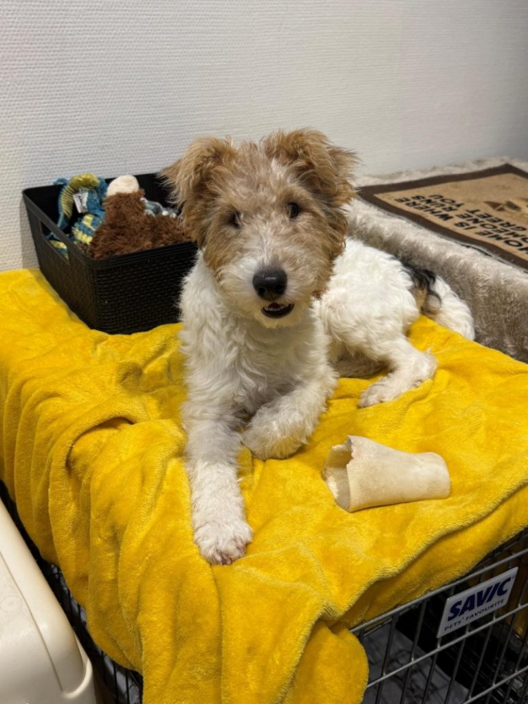 Ein junger Drahthaarfoxterrier mit weißem, drahtigem Fell, braunem Kopf und schwarzem Sattelmark liegt entspannt auf einer gelben Decke in einem Hundekörbchen und kaut auf einem weißen Knochen.