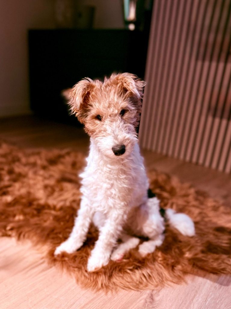 Ein Drahthaarfoxterrier mit weißem, drahtigem Fell, braunem Kopf und schwarzem Sattelmark sitzt auf einem braunen Teppichboden in einem hellen Raum und schaut ernst in die Kamera.