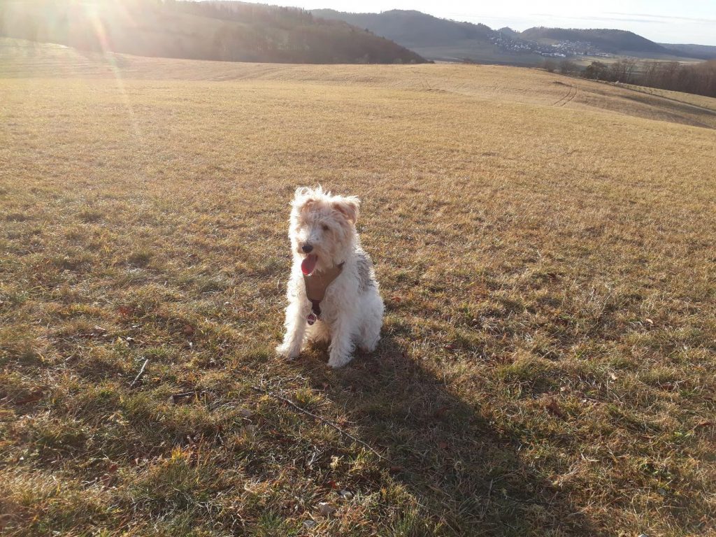 Hund sitzt auf einer sonnigen Wiese, blickt nach vorne und hechelt leicht, im Hintergrund eine hügelige Landschaft mit Feldern und Bergen.