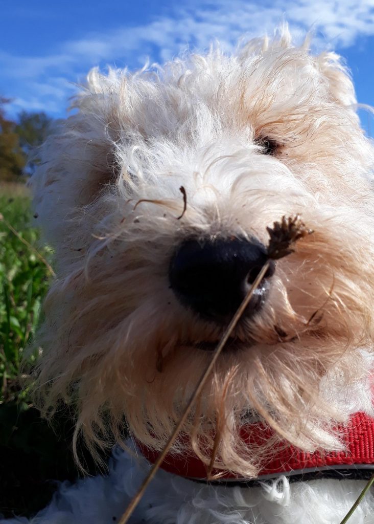 Nahaufnahme eines Hundegesichts mit schwarzer Nase, an der Grashalme und kleine Pflanzenteile haften, aufgenommen im Freien bei blauem Himmel.