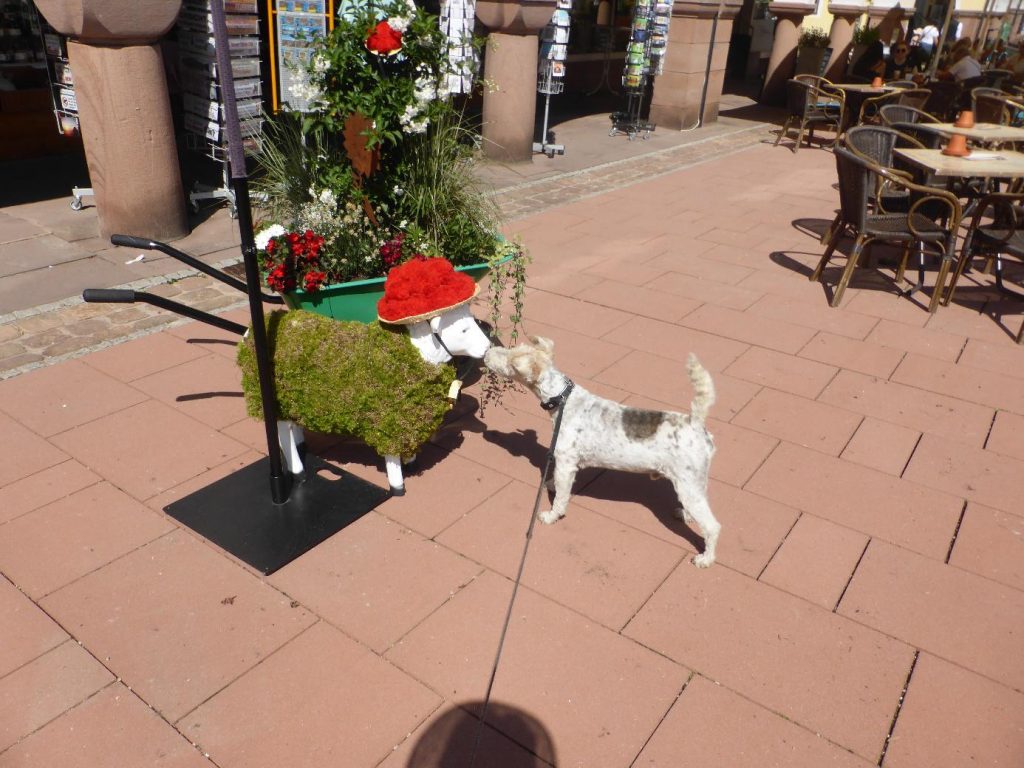 Ein kleiner weißer Drahthaarfoxterrier mit schwarzen Flecken schnüffelt neugierig an einer moosbedeckten Schaffigur mit rotem Blumenhut auf einem Pflasterweg. Die dekorative Schafskulptur mit grünem Moosfell und Blumenarrangement steht neben einem Metallkarren auf einem Platz mit Pflanzenkübeln und Pfosten. Im Hintergrund weitere Blumen und ein sonniger Marktplatz.
