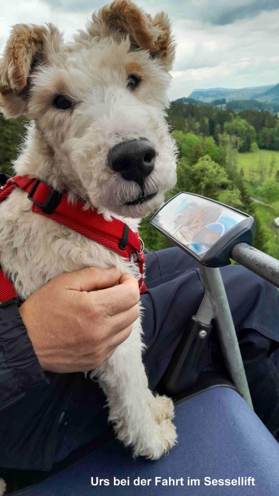 Ein junger Drahthaarfoxterrier mit weißem, drahtigem Fell und braunen Ohren schaut ernst in die Kamera, getragen von einer Person auf einem Bergausflug. 