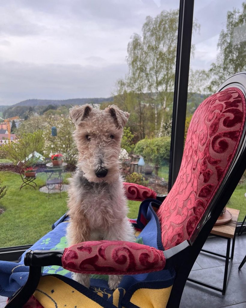 Drahthaar Foxterrier