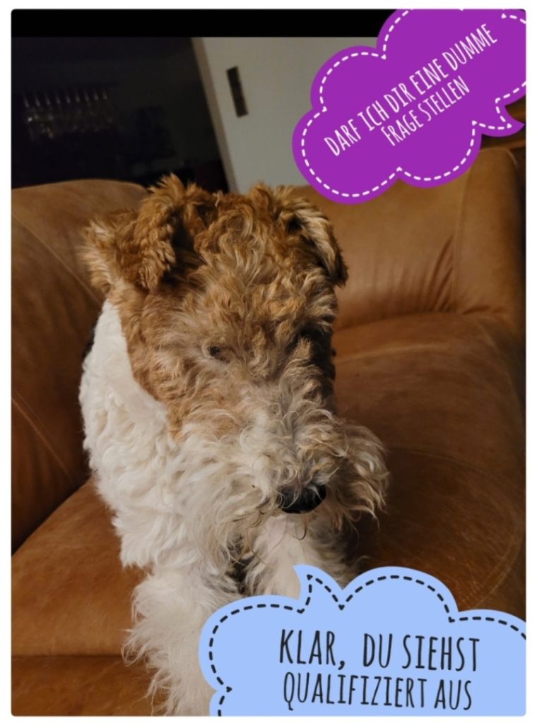 Drahthaar Foxterrier im Sessel mit lustigen Sprechblasen