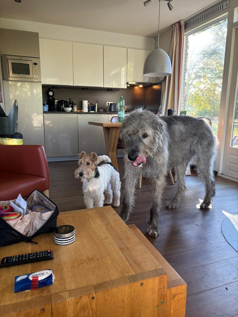 Drahthaar Foxterrier und Irischer Wolfshund in der Küche