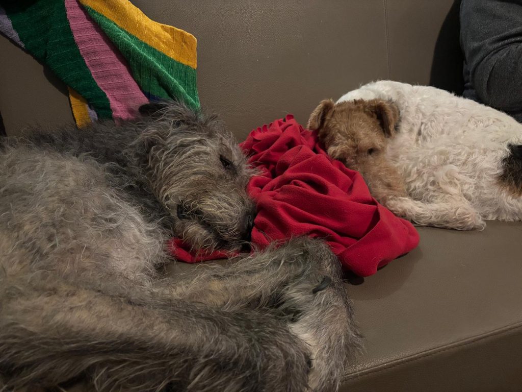 Irischer Wolfshund und Drahthaar Foxterrier schlafen zusammen auf dem Sofa