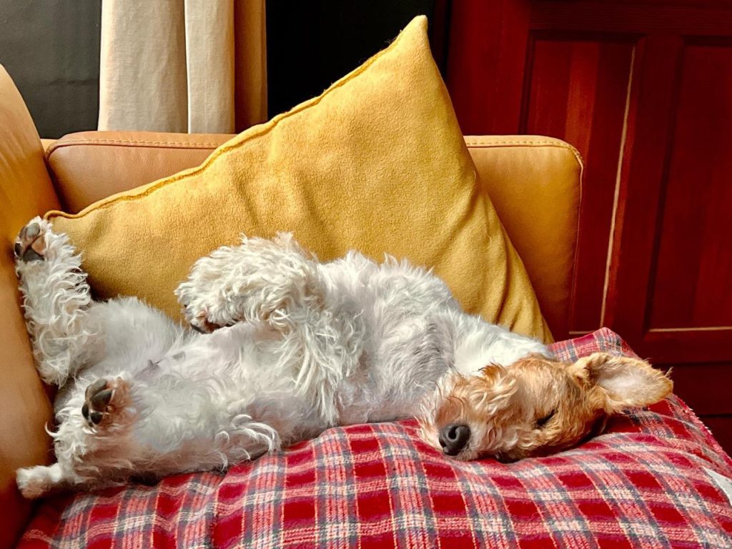 Drahthaar Foxterrier schläft auf dem Rücken im Sessel