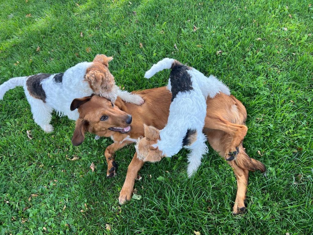 Zwei Drahthaar Foxterrier toben mit einem braunen Hund auf der Wiese