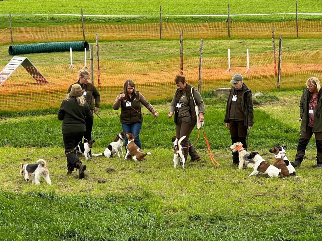 Hundehalterinnen mit mehreren Foxterriern auf dem Übungsplatz
