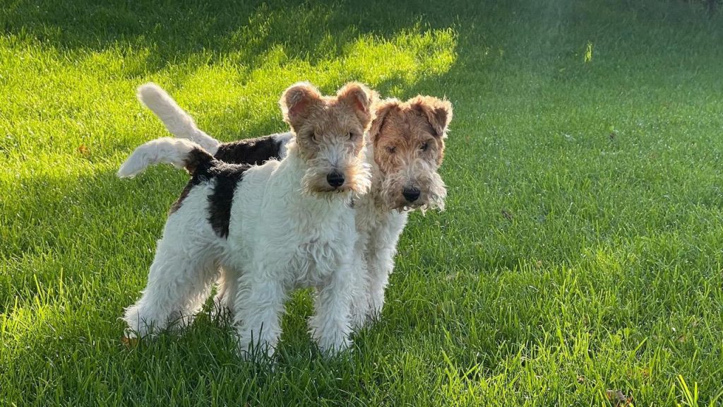 Zwei junge Drahthaar Foxterrier stehen nebeneinander auf der Wiese