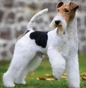 Drahthaar Foxterrier im Ausstellungsstand – OF FAIR PLAY