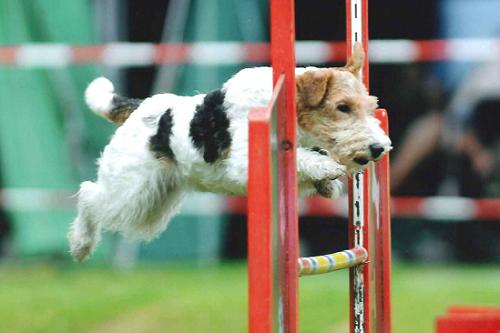 Foxterrier beim Agility