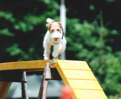 Foxterrier beim Agility  Wettbewerb