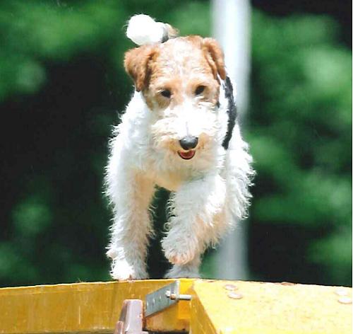 Auf dem Weg zum Pokal