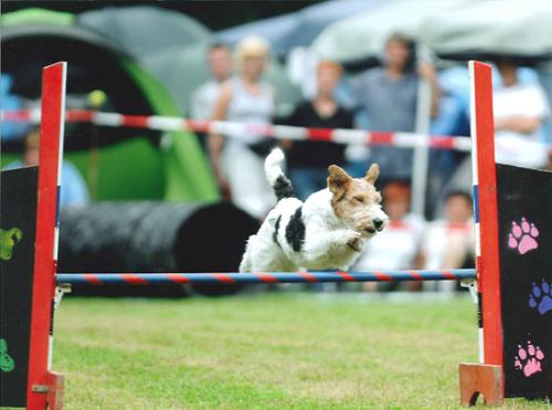 Agility Foxterrier
