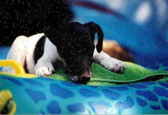 Ray als Junghund im Pool.