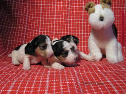Foxterrier Welpen