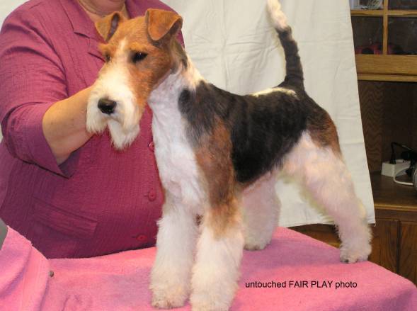 Foxterrier Tiber Abdank