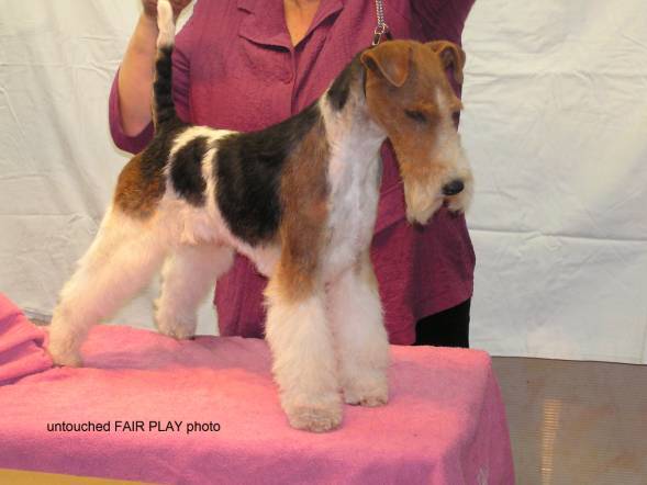 Foxterrier Rüde