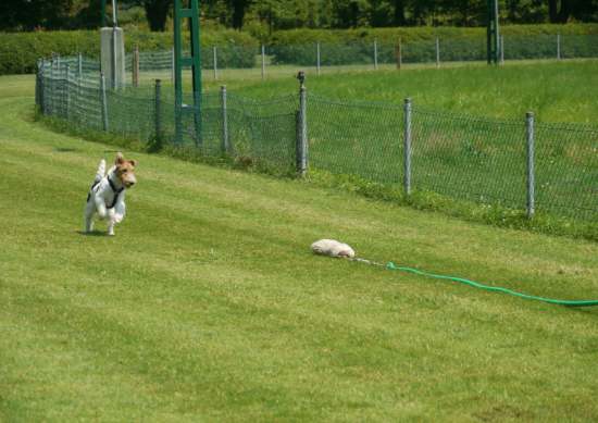 Foxterrier auf der Rennbahn