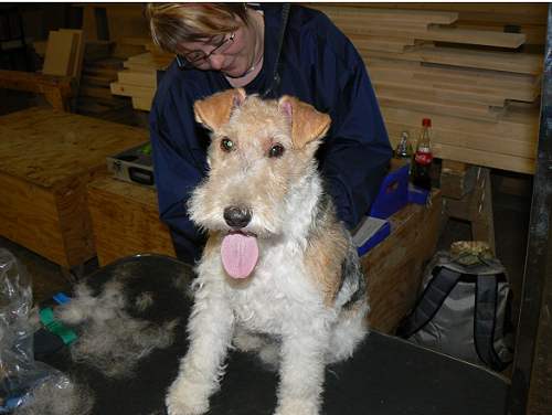 Der kostenlose Trimm-Lehrgang