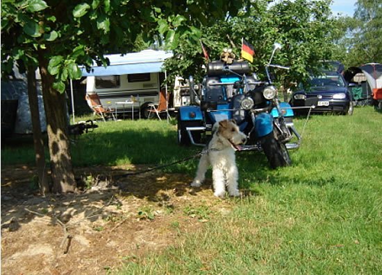Foxterrier auf Wachposten
