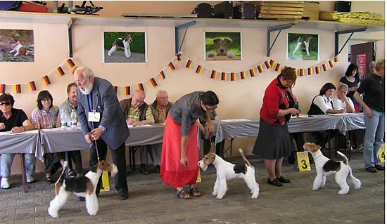 Championklasse Rüden li. V1, CAC, Verbandssieger Ch. Diamant v.d. schönen Bergen Nr.40