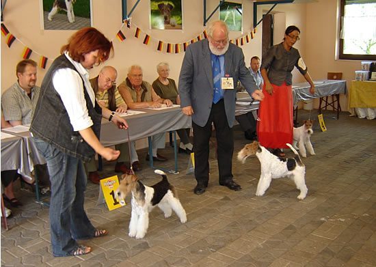 Offene Klasse Rüden li. V1, Res. CAC, Ronaldo de la Rosa Nr.43