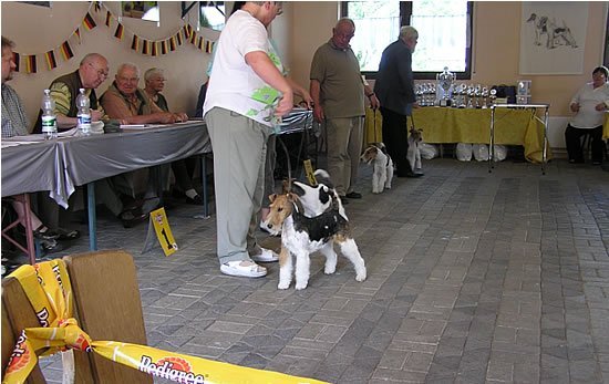 Jugendklasse Hündinnen vo. V1, JCAC Verbandsjugendsiegerin Dodo v.d. Bismarckquelle Nr.49