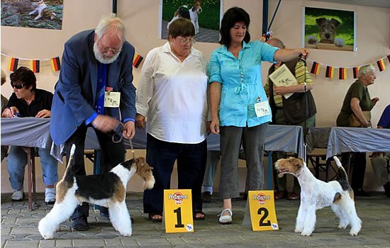 li. BOB Ch. Diamant v. d. schönen Bergen Nr.40, re. Ch. Be's Milk N'Honey Nr. 59