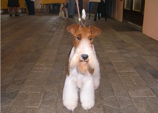 Auge in Auge mit einem Champion