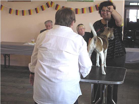 Veteranenklasse, I. Platz Bester Veteran Glatthaar Rüde Ch. Sasquehanna Kuba Nr.1