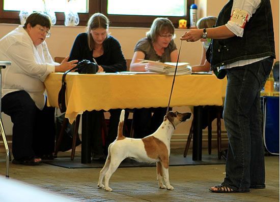 Zwischenklasse V1. JCh. Ejsg. Supergirl de la Rosa Nr.21