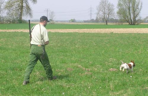 Bauprüfung 2009 - Foxterrier Haitz
