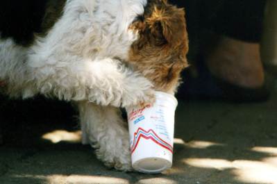 Die biologische Hundeernährung