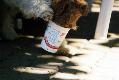 Die biologische Hundeernährung