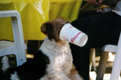 Die biologische Hundeernährung