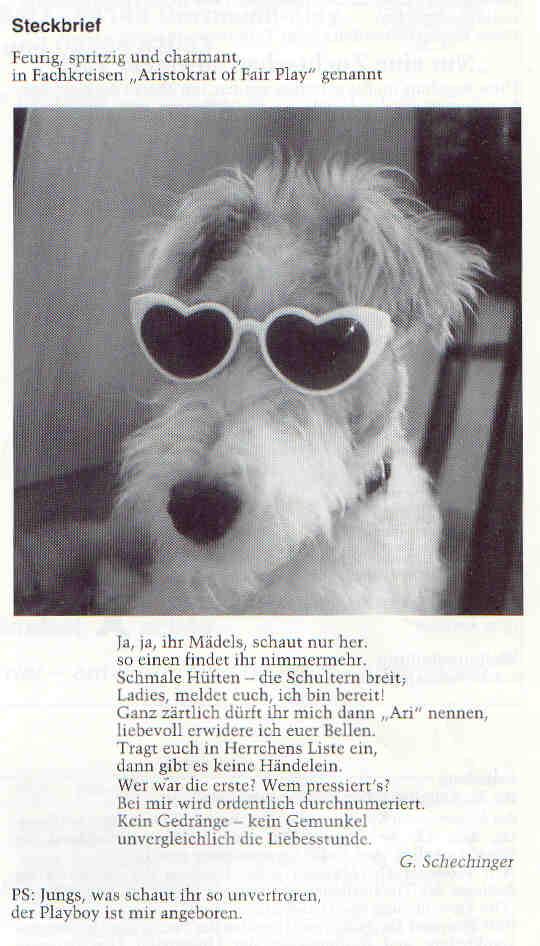 Foxterrier Steckbrief